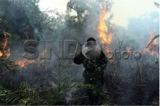 6 Provinsi Rawan Karhutla,...