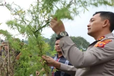 Tanam Ratusan Batang...