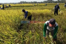 Panen Raya, Petani Sumbang...