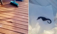 Kuda Laut Jatuh dari...