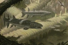 Ikan Lapis Baja dengan...