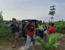 Beruang Liar Serang...