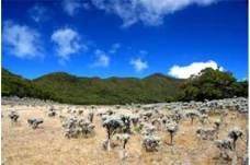 Apakah di Gunung Bromo...