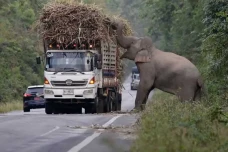 Aksi Menggemaskan Gajah-Gajah...