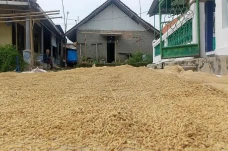 Harga Gabah Tinggi dan...
