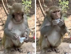 Viral! Seekor Monyet...
