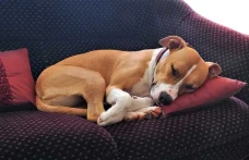 Mengapa Anjing Tidur...