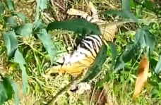 Memilukan! Harimau Sumatera...