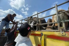 Sapi dari Anambas Mulai...