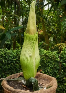 Bunga Berbau dan Jorok...