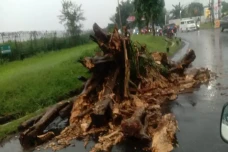 Hujan Angin, Pohon Beringin...