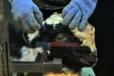 5 Kambing di Bekasi...