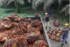 Permintaan Minyak Nabati...
