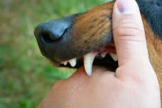 Cegah Rabies, Ini 3...