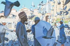 Burung di Masjidilharam,...