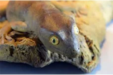 Fakta-Fakta Gecko Raksasa...