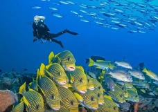 5 Spot Diving Terbaik...