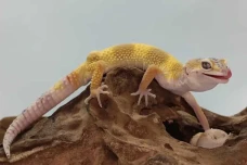 6 Perbedaan Gecko dan...