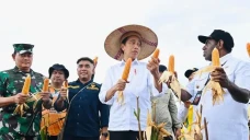 Jokowi Tinjau Food Estate...