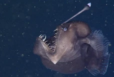 Ini Penyebab Ikan Laut...