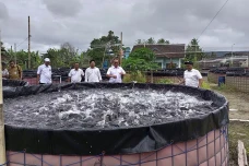 Produksi Budidaya Ikan...