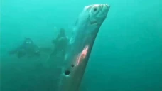 Ikan Kiamat Raksasa...