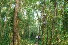 Petani di Katingan Kalteng...