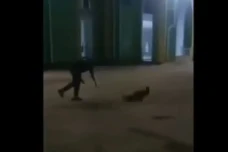Penyiksaan Anak Anjing...