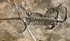Ilmuwan Temukan Fosil...