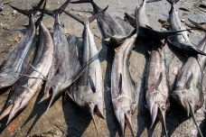 3 Ikan yang Tidak Boleh...
