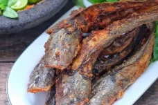 Apakah Ikan Lele Tinggi...