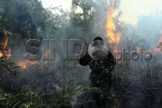 Terdampak Karhutla Sumsel,...