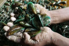 Apakah Kerang Hijau...