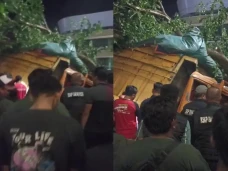 Truk Tabrak Pohon di...