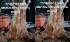 Manfaat dan Mitos Pohon...