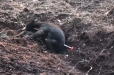 Evakuasi Beruang Madu...