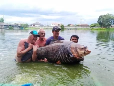 Ikan Mas Siam Terbesar...