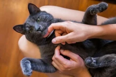 6 Alasan Kucing Suka...