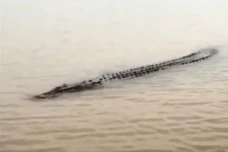 Ngeri! Buaya Muara 6...