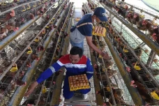 Plt. Mentan Minta Pengusaha...