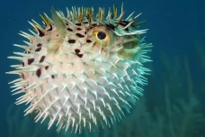 Ikan Buntal, Sangat...