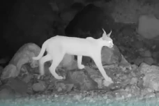 Kucing Langka yang Suka...
