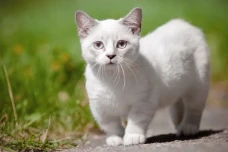 Doa Mencari Kucing Hilang...