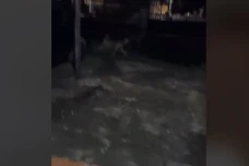 Viral! Perempuan Adu...