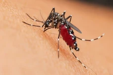 Mengenal Nyamuk Wolbachia,...
