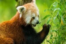 5 Fakta Panda Merah,...