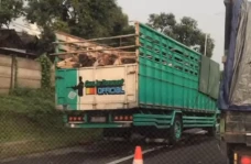 Ditabrak Truk Bermuatan...