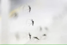 Apa Itu Nyamuk Wolbachia?...