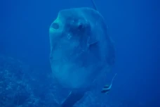 7 Fakta Unik Ikan Mola,...