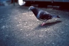 Tabrak Burung Merpati,...